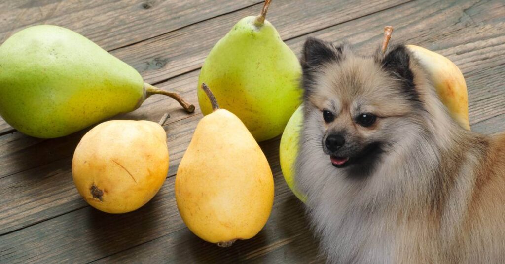 dog and pears on the table