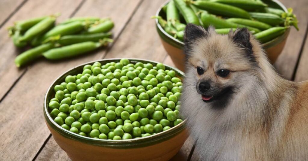 dog and peas in a bowl and whole pea pods in a bowl