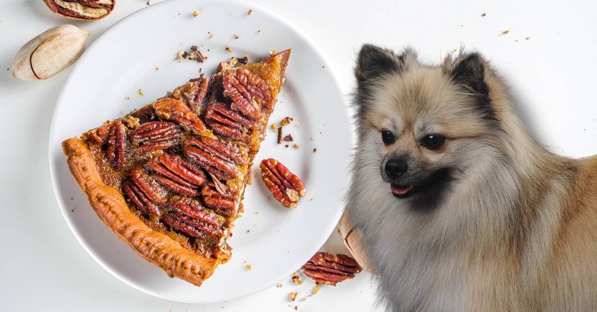 dog looking at a slice of pecan pie with whole pecan nuts