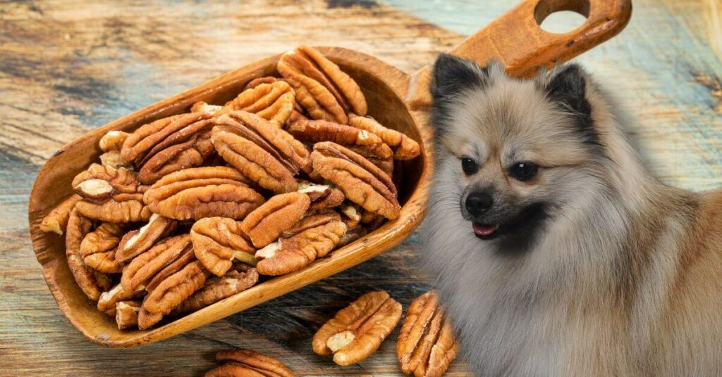 dog looking at pecans in wooden spoon