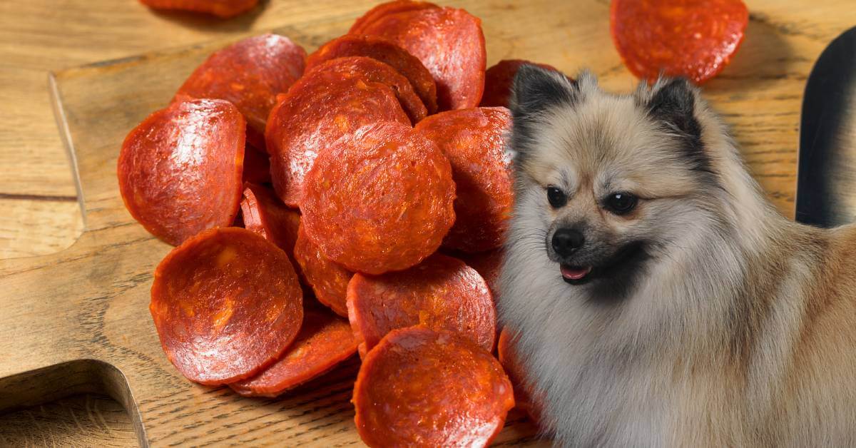 sliced pepperoni on a wooden board and a dog