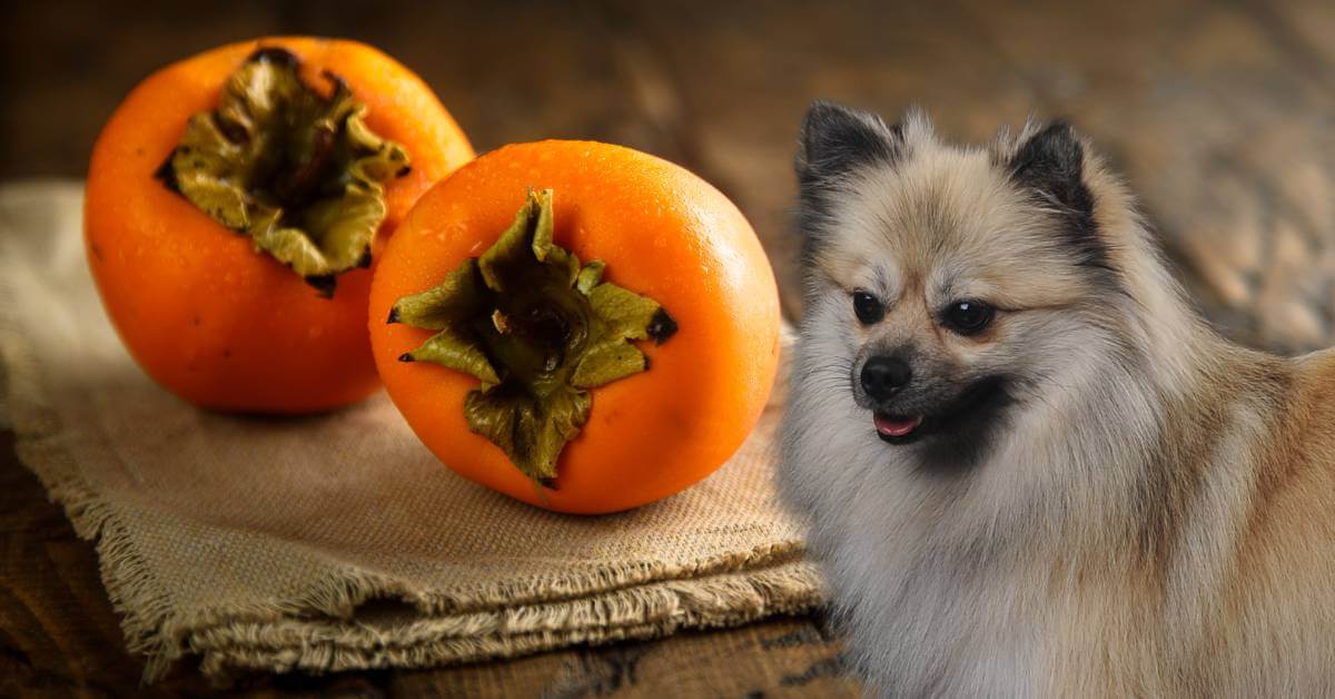 two persimmon fruits on table and small gray german spitz