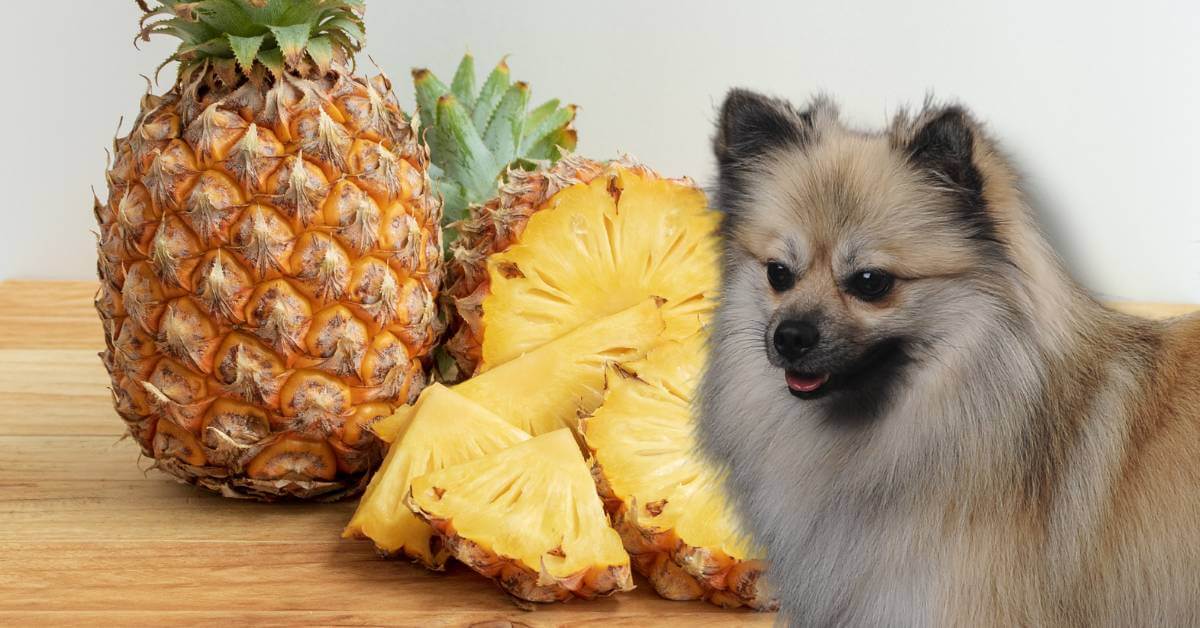 dog and two whole pineapples with some pineapple slices