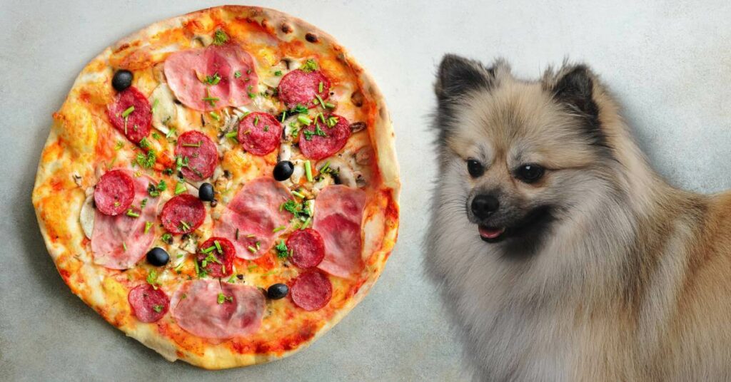 pepperoni and ham pizza with olives and a dog