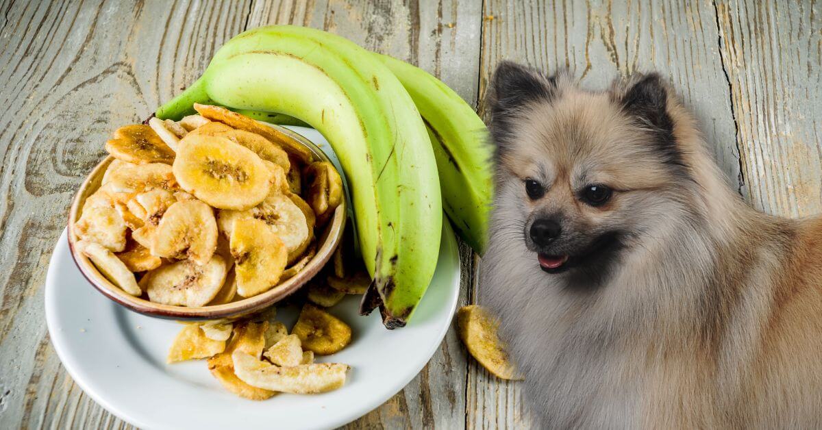 plantains and chips in a bowl with a small dog