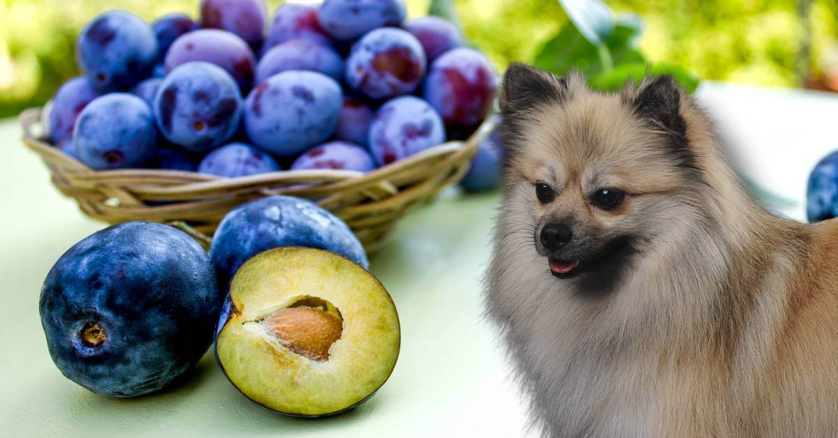 plum cut in half with the pit and plums in a basket and a dog