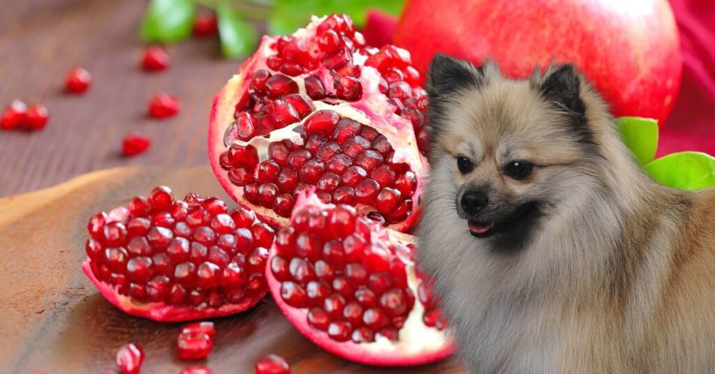 pomegranate with pomegranate seeds and a dog