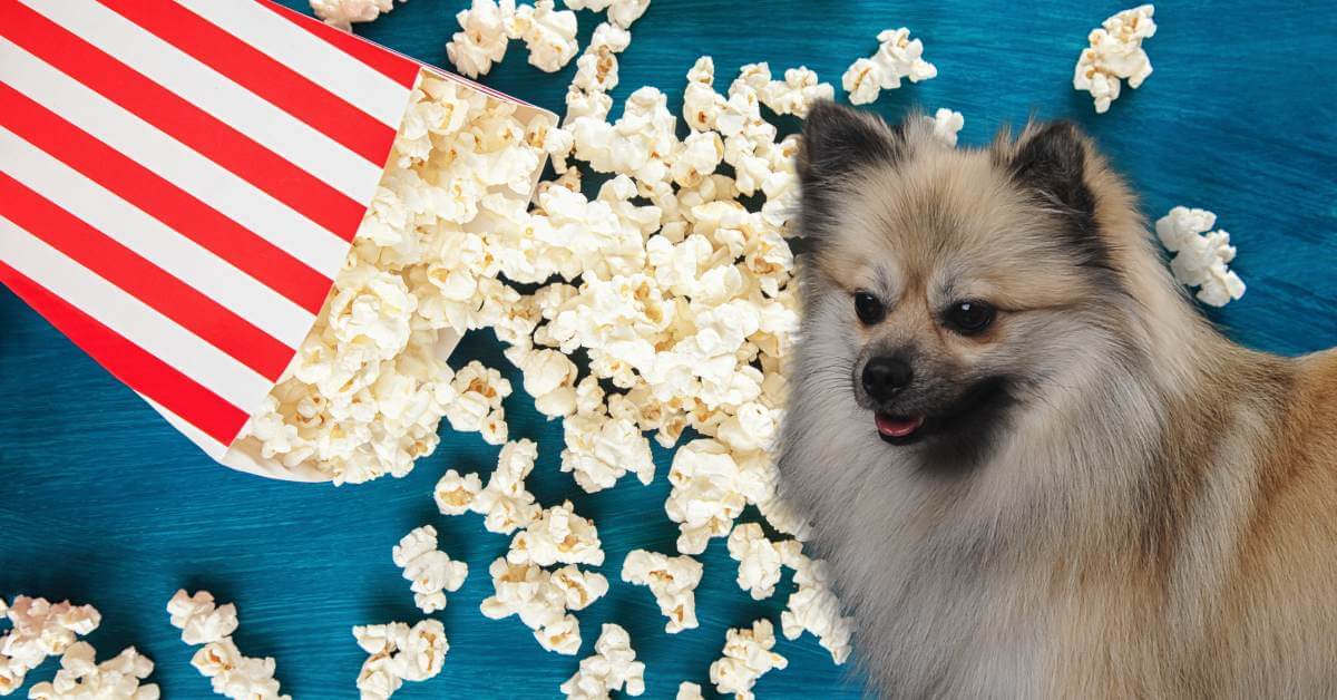 movie theatre popcorn and a dog