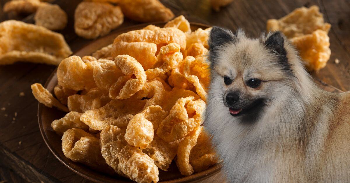 fried pork rinds in a bowl and a dog