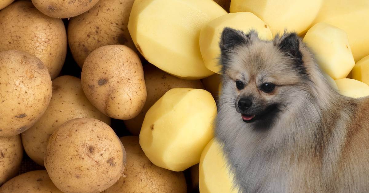 unpeeled and peeled potatoes and a dog