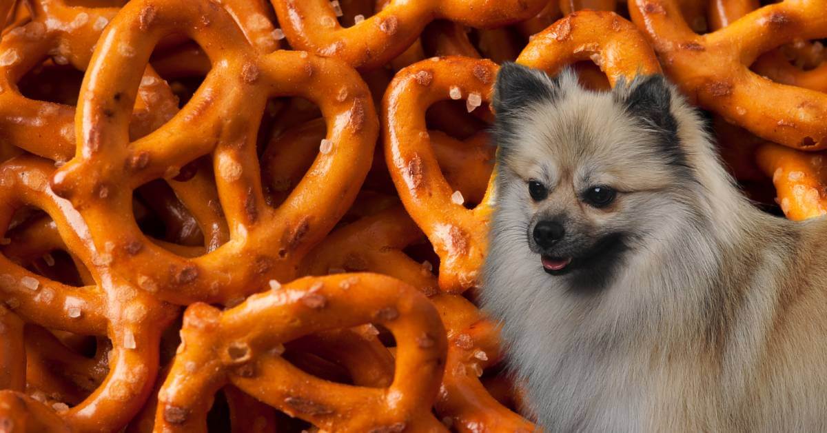 dog and pretzels