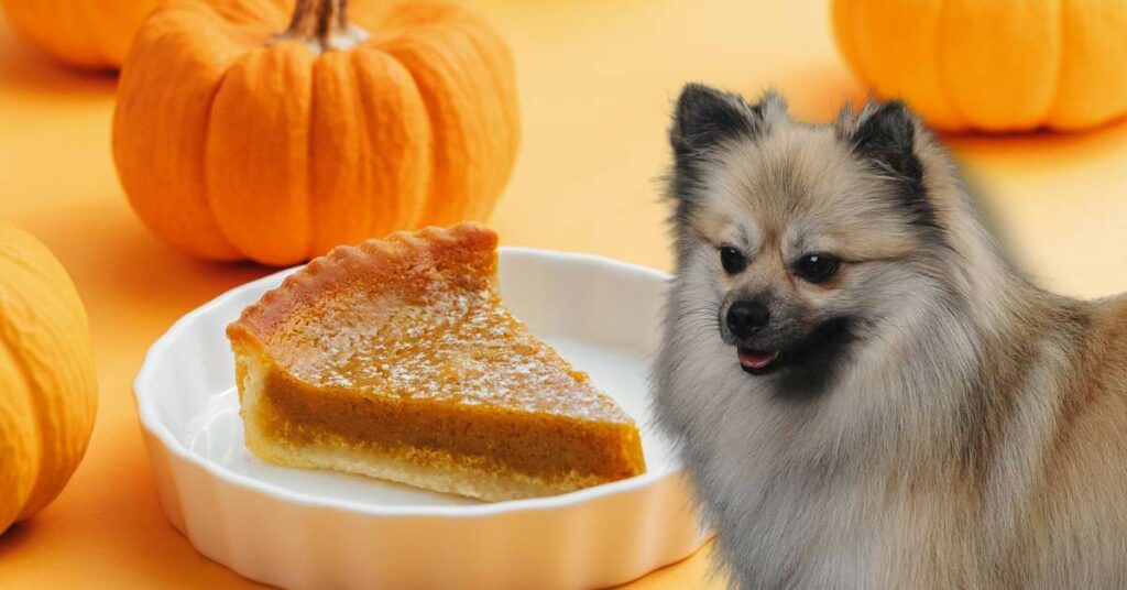 pumpkin pie slice on a plate and a dog and pumpkins in the background