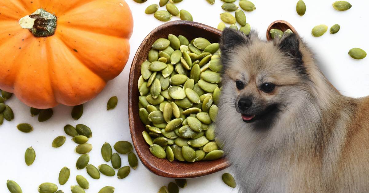 dog looking at pumpkin seeds in a bowl with whole orange pumpkin in the background