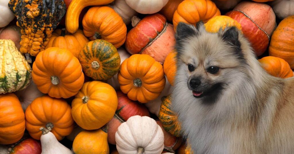 a selection of pumpkins and squashes and a dog