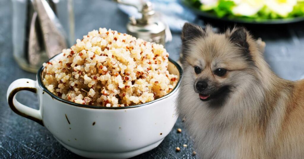 cooked quinoa in a bowl and a dog