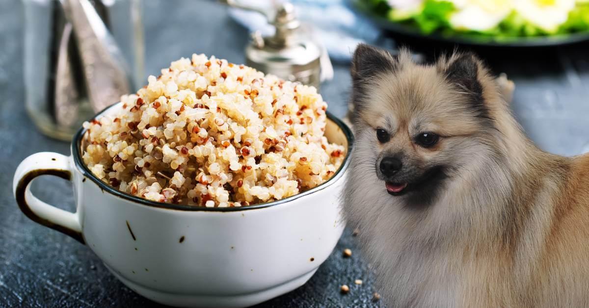 cooked quinoa in a bowl and a dog