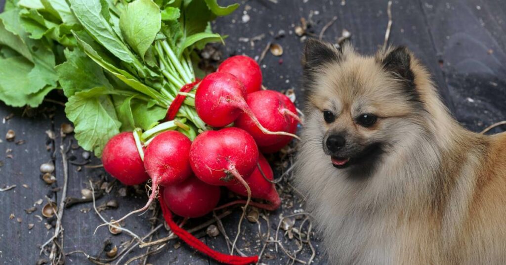 raw radishes and a dog