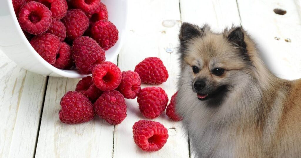 dog looking at raspberries in a white bowl