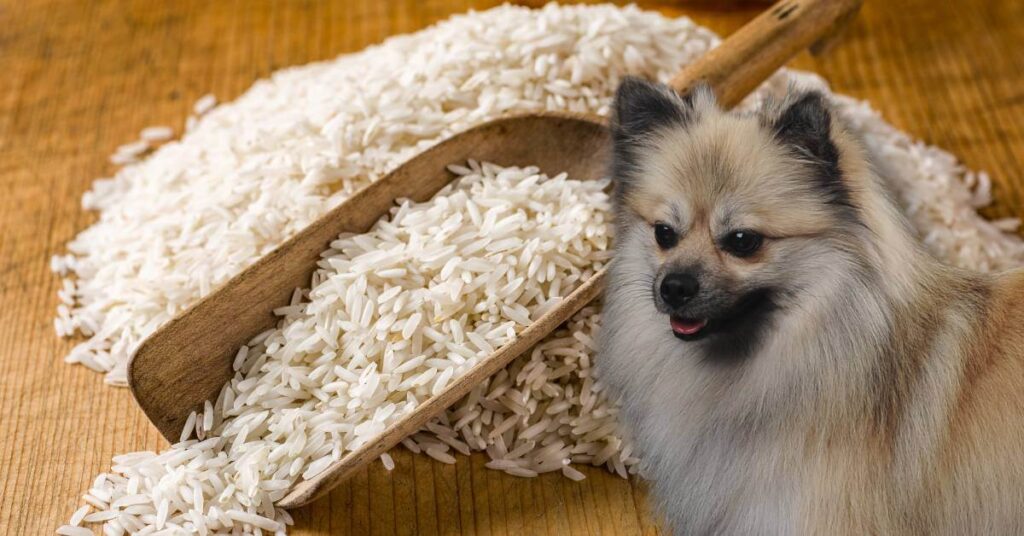 dog and white rice with a wooden spoon