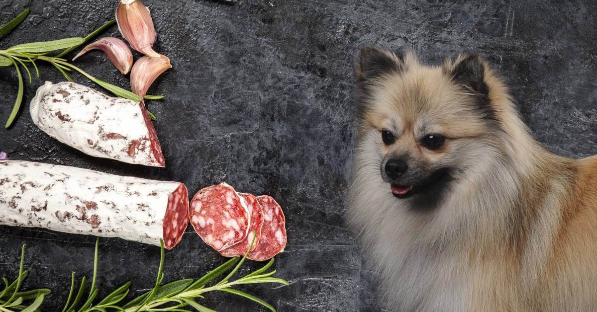 german spitz dog and salami