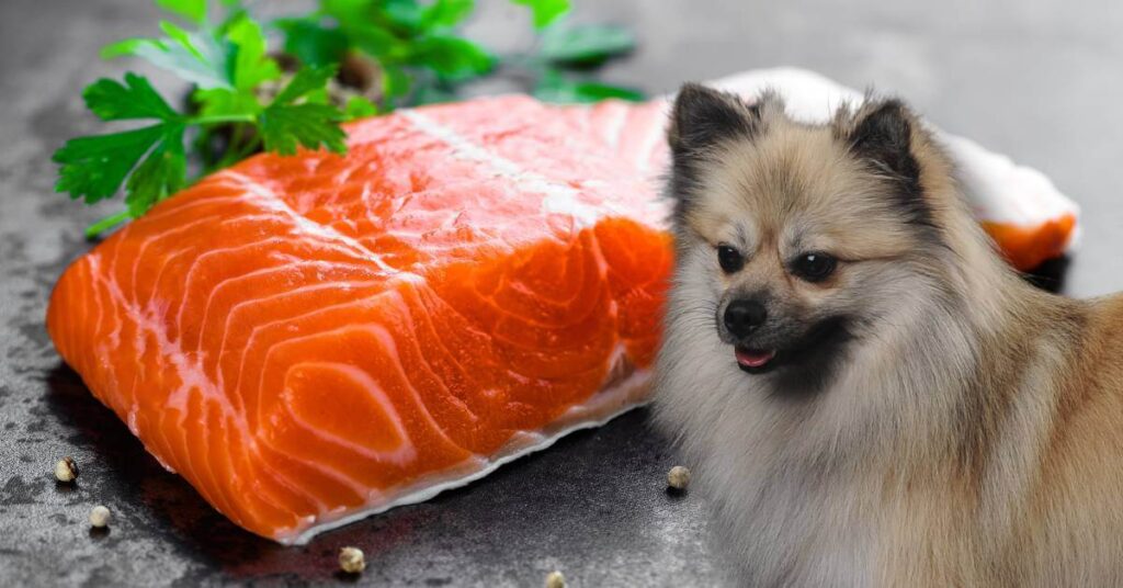 dog and salmon filet