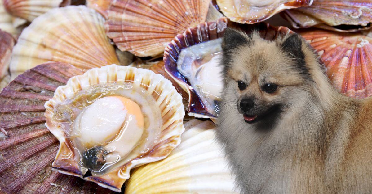 scallops shells and meat and a dog