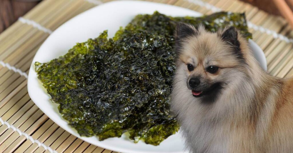 dog and dried seaweed in a bowl on a sushi mat