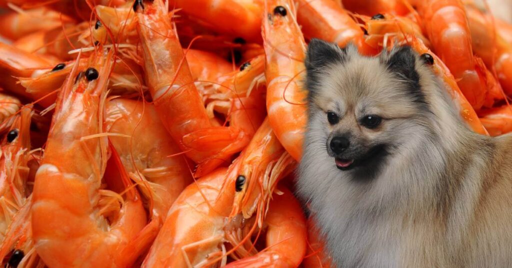 raw shrimps and a dog