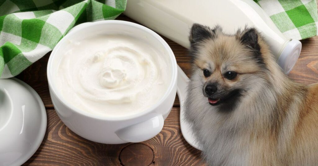 sour cream in a bowl and a dog