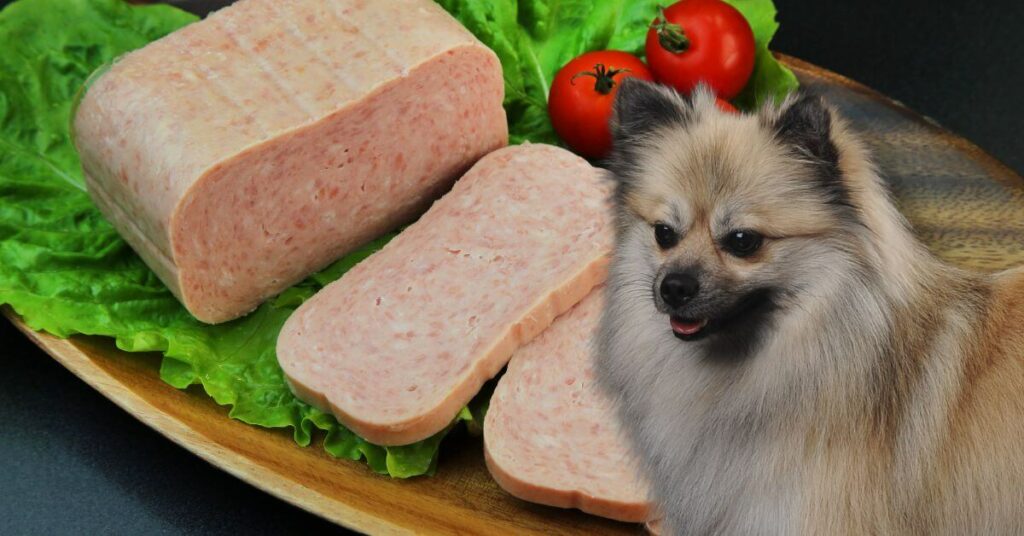 sliced spam on a plate with tomatoes and a german spitz dog