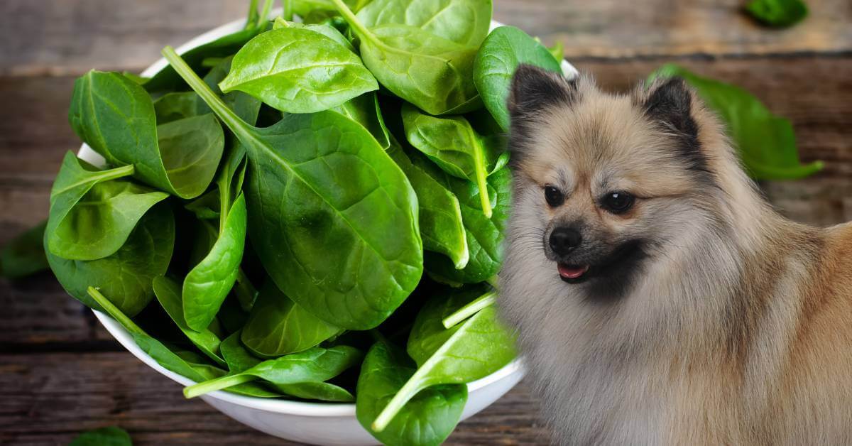 dog and fresh spinach leaves in a bowl