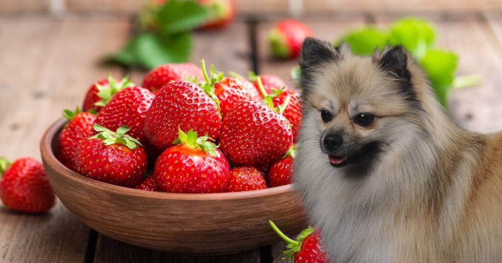 dog and strawberries in a wooden bowl