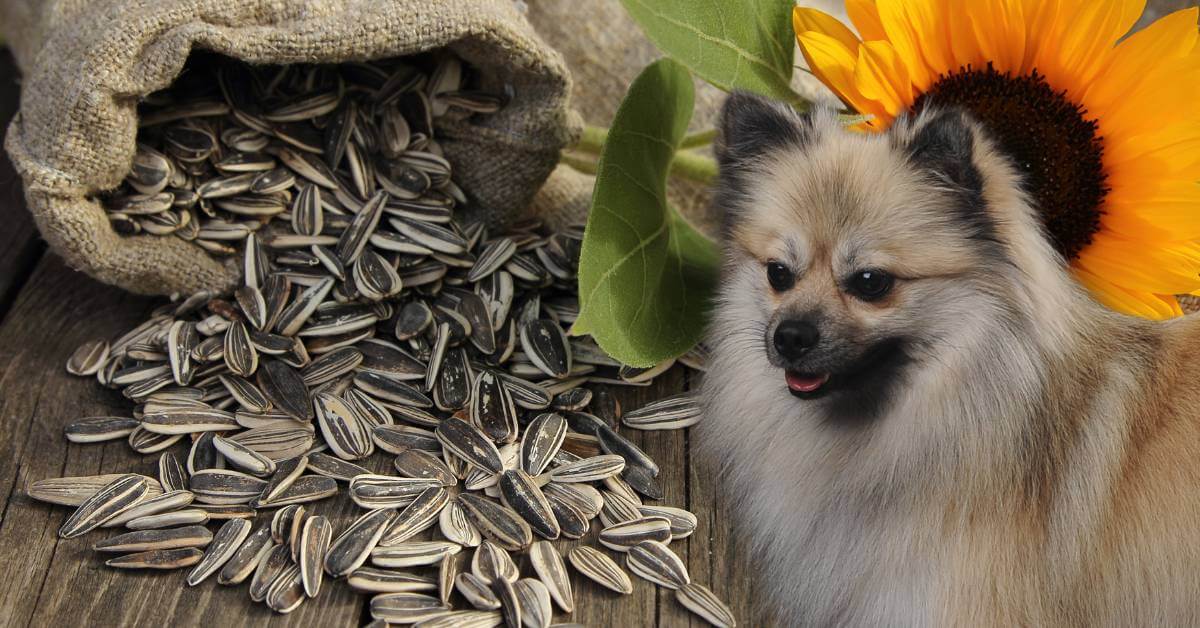 dog and sunflower seed