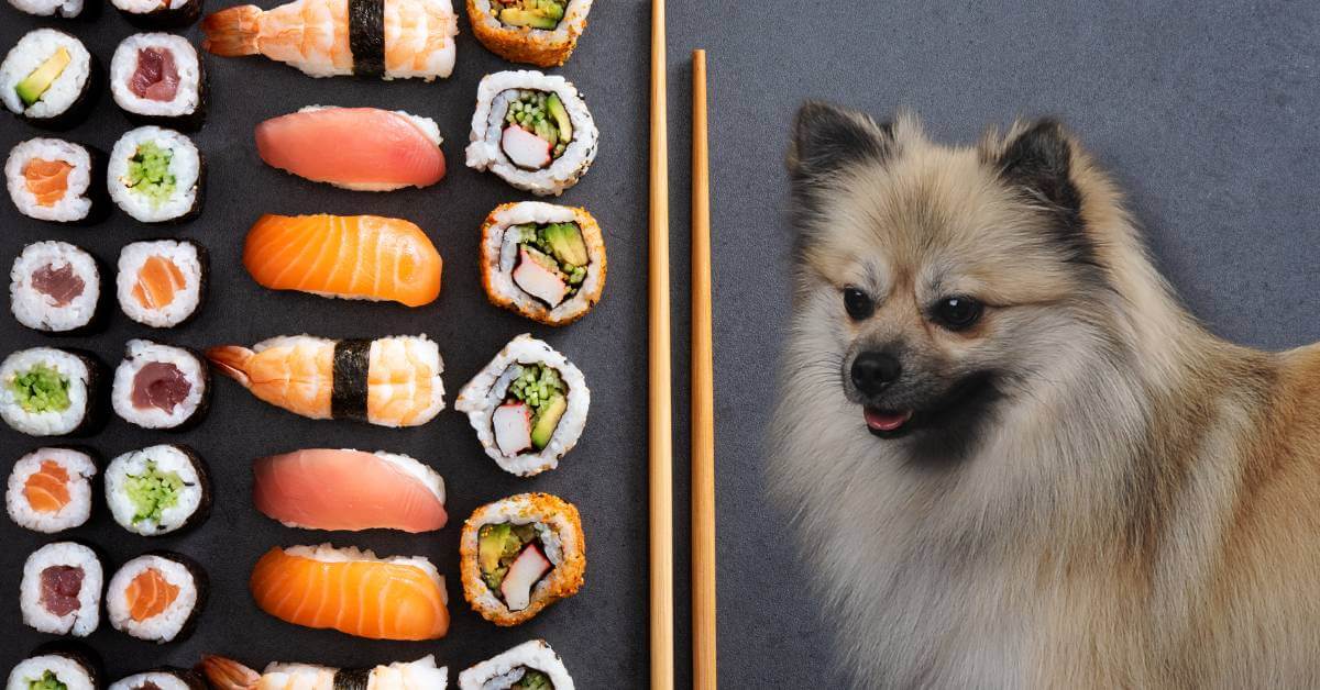 dogs looking at sushi and sashimi rolls