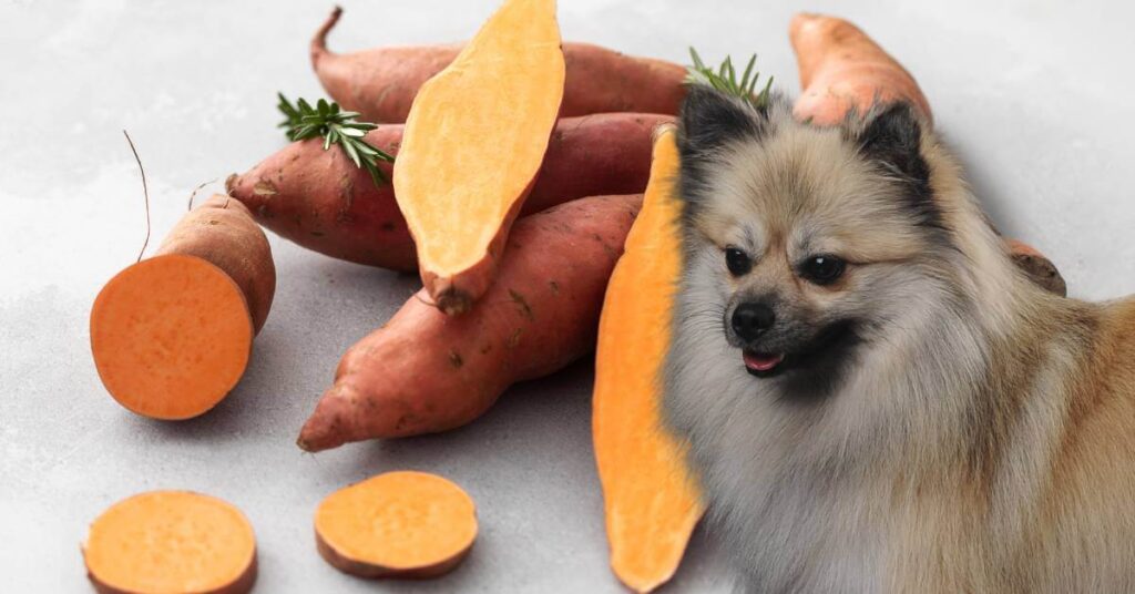 dog looking at whole and sliced sweet potatoes