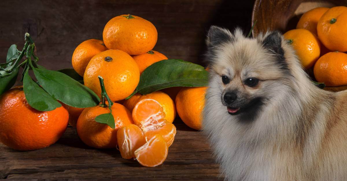 whole and peeled tangerines and a dog