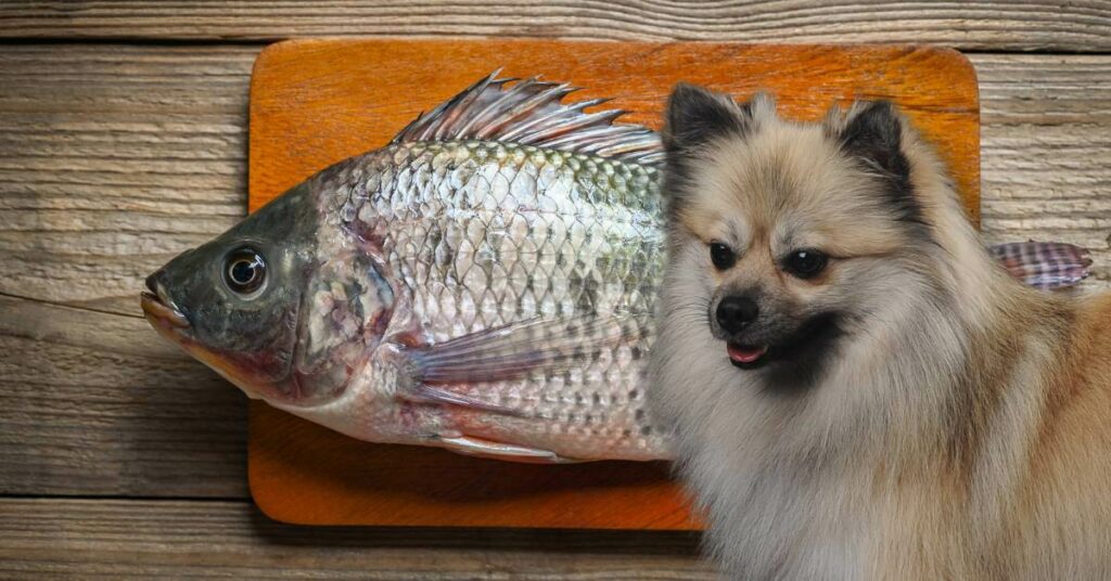 fresh raw tilapia fish and a dog