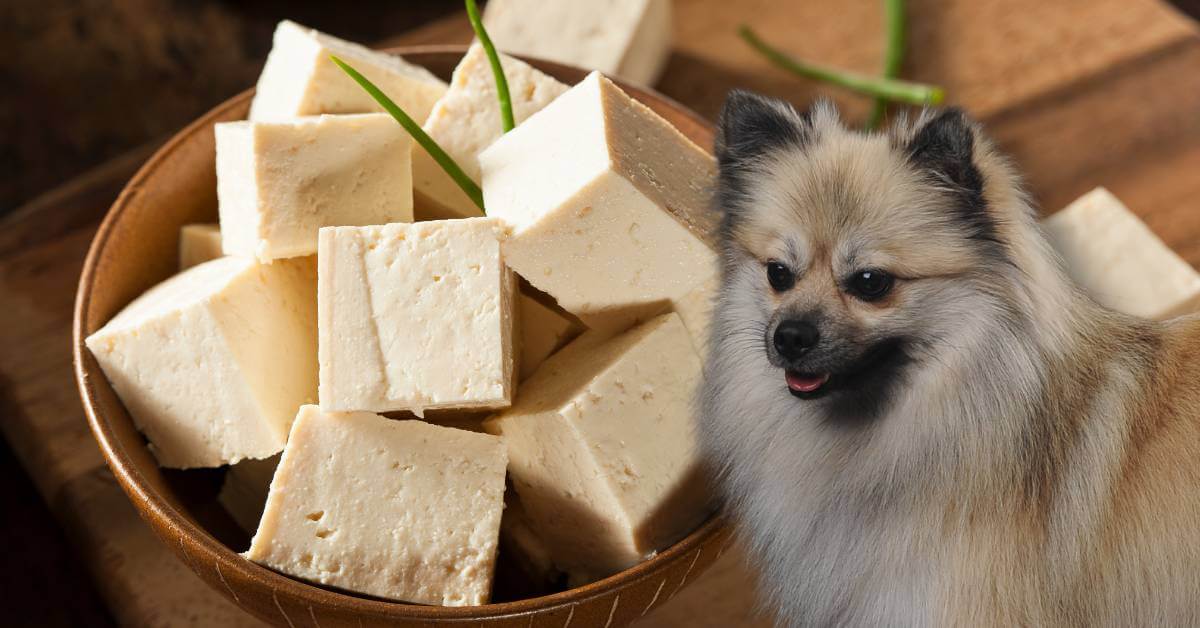 a wooden bowl of tofu and a dog