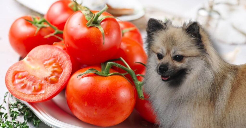 dog and cut and a few whole tomatoes