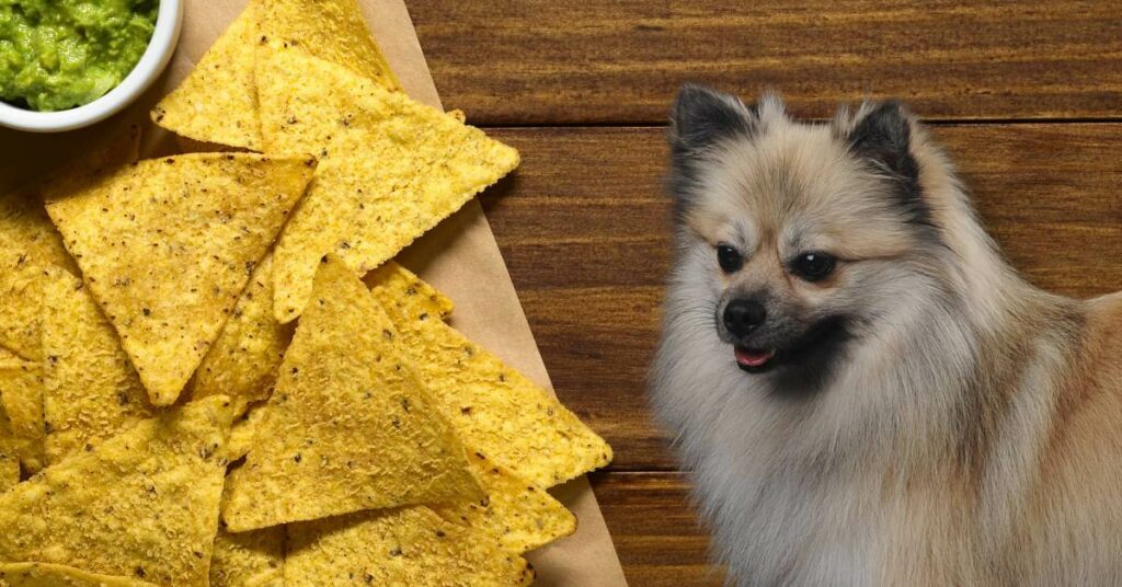 tortilla chips and a dog