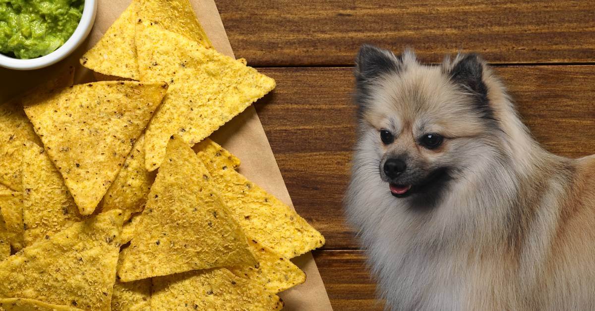 tortilla chips and a dog