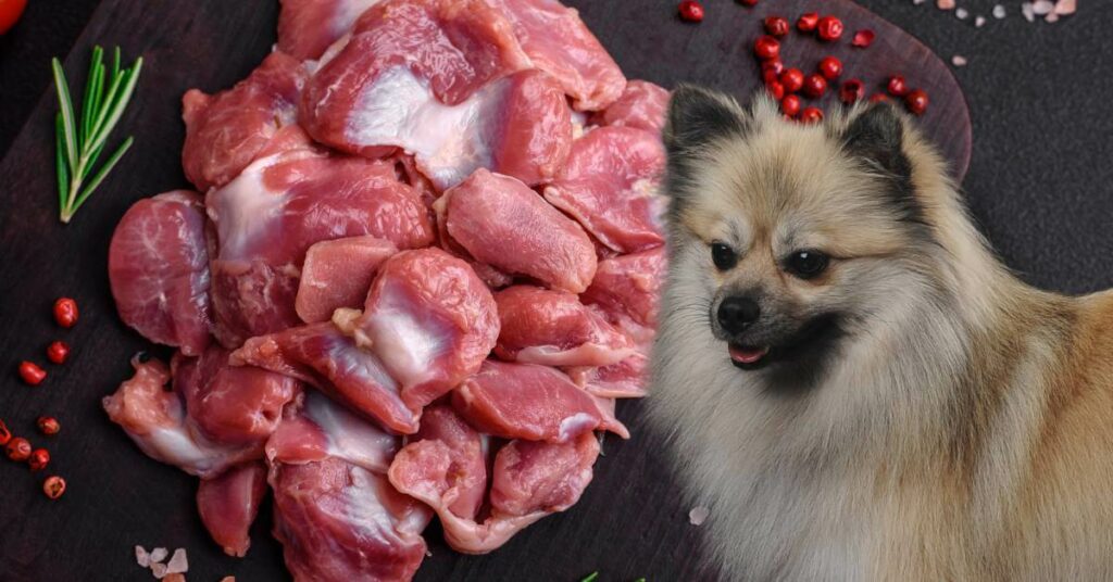 raw turkey gizzards and a dog