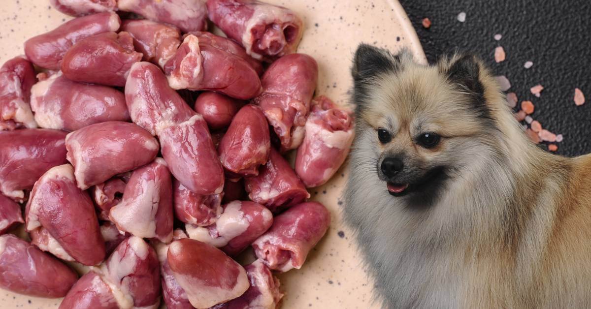 raw turkey hearts on a plate and a dog