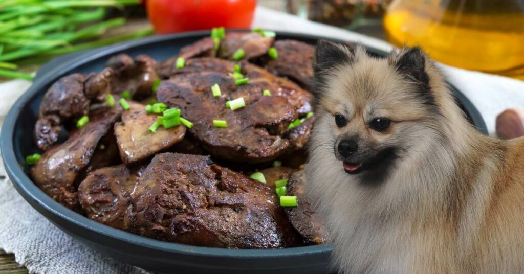 cooked turkey liver and a small german spitz dog