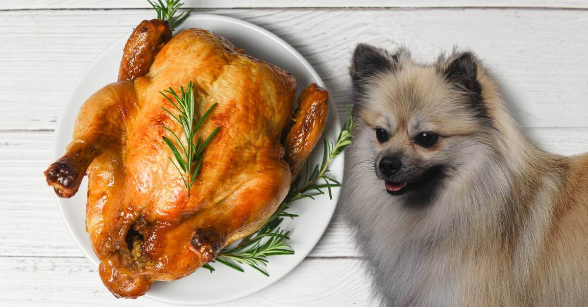 dog looking to eat whole roasted turkey on a plate