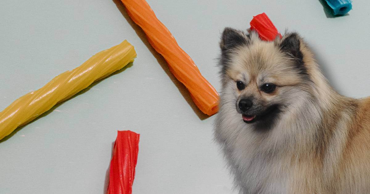 colorful twizzler sticks and german spitz dog