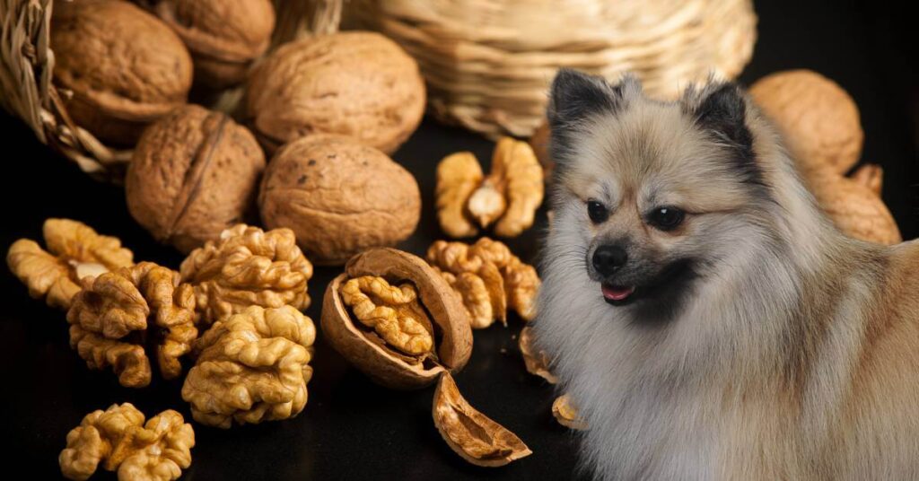 whole and shelled walnuts and a dog