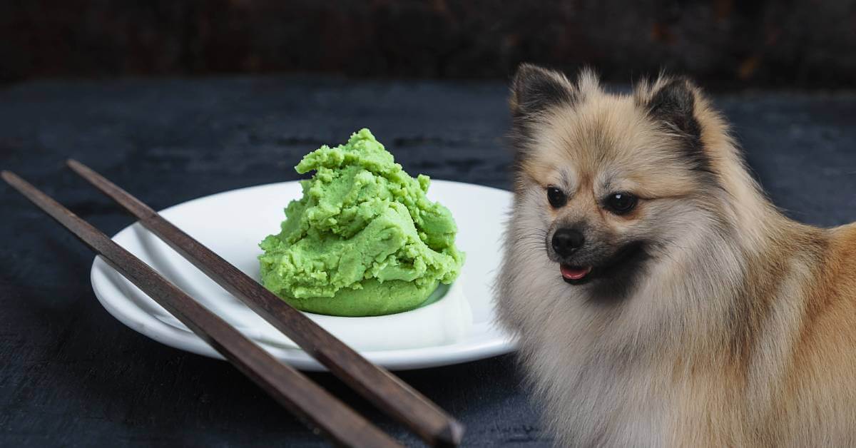 dog and wasabi paste on a plate with chopsticks