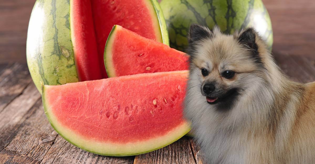 dog and whole watermelon with slices