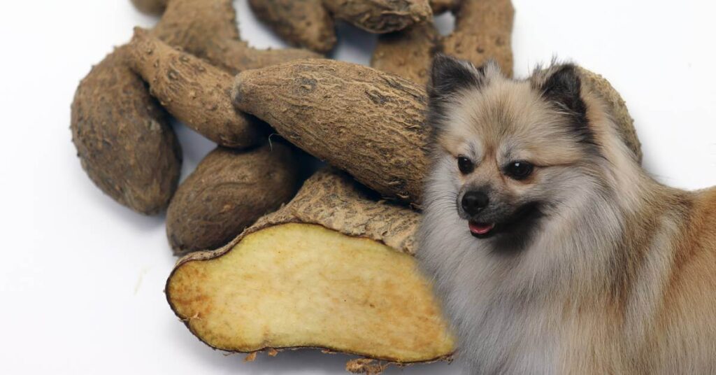 dog looking at white yams with brown skin